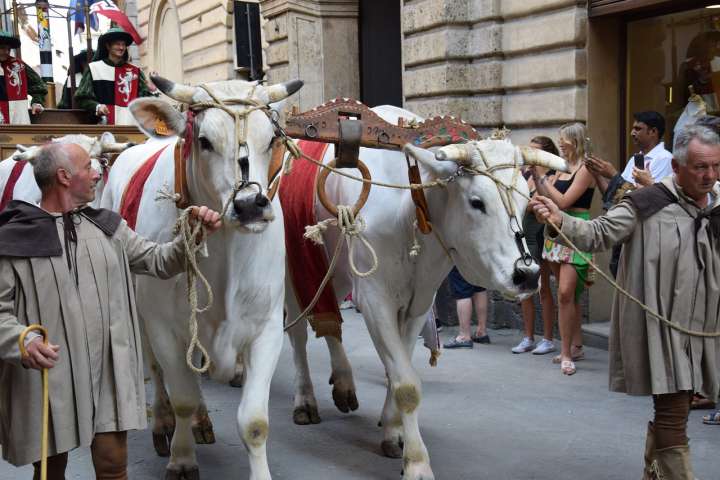 Cosa fare a Siena